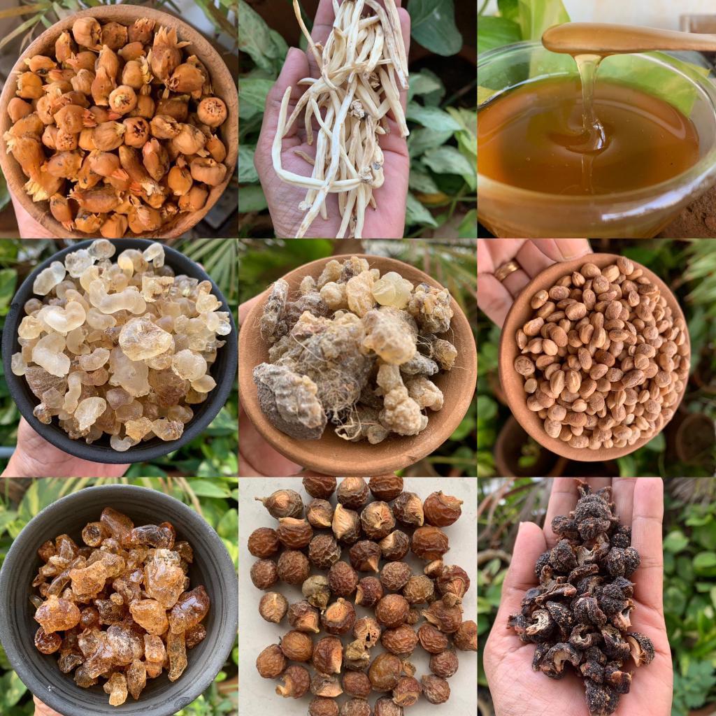 Wild Collection